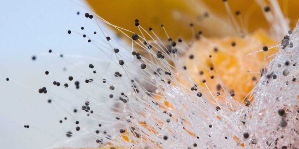 Schimmelpilze haben pigmentierte Sporen.